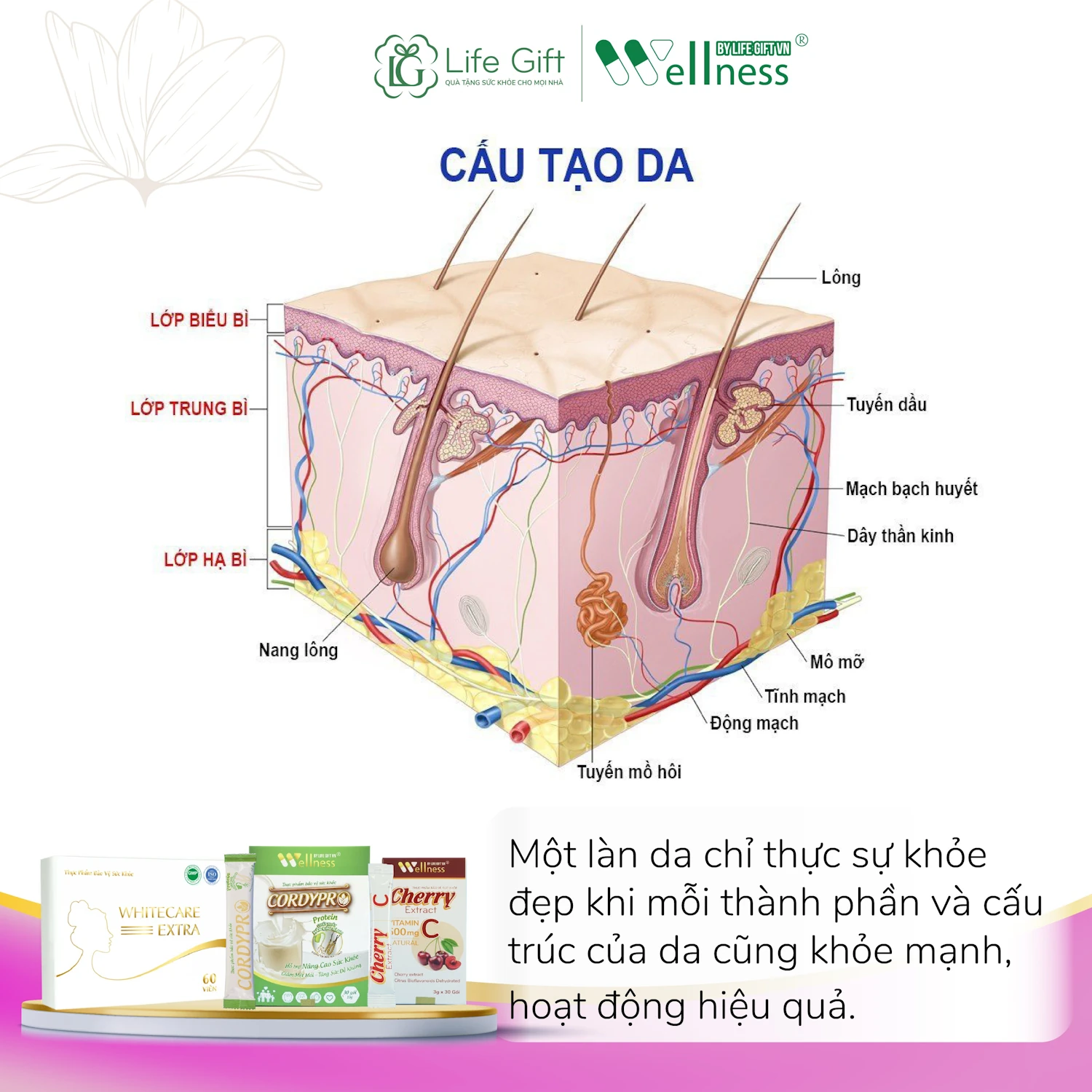 Da được Cấu Tạo Từ Protein