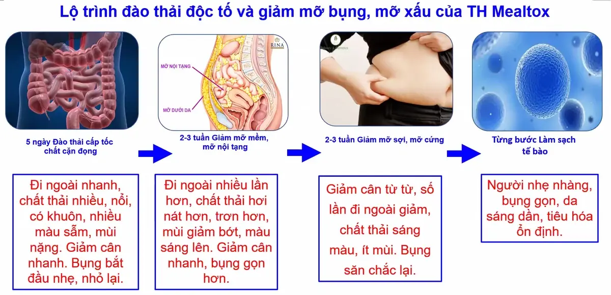 Lộ trình đào thải độc tố và giảm mỡ bụng, mỡ xấu của Mealtox TH Health