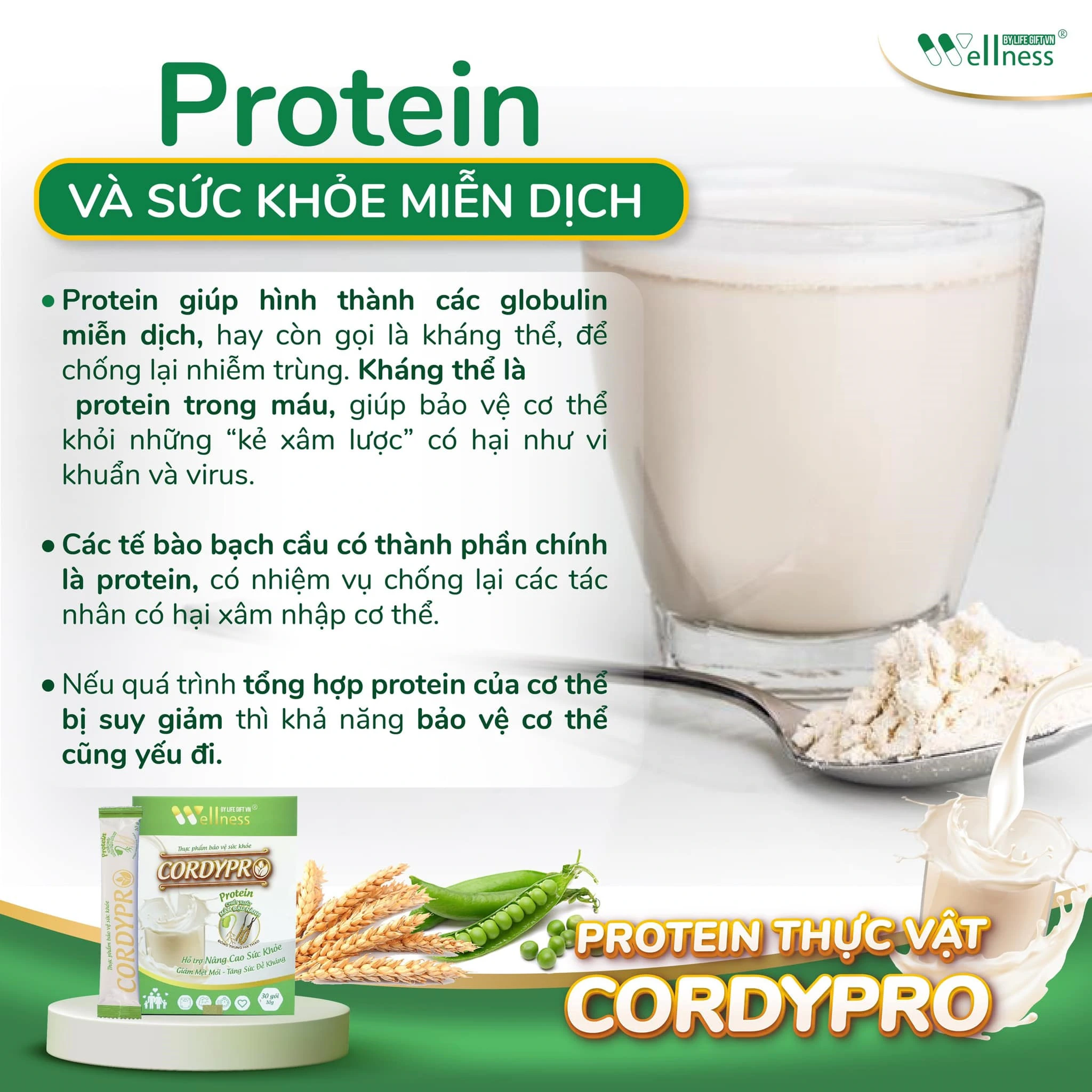 Protein Và Sức Khỏe Miễn Dịch