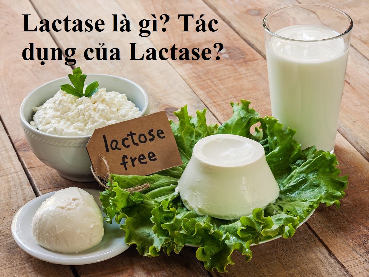 Lactase là gì? - thực phẩm chức năng vip - droppiishops