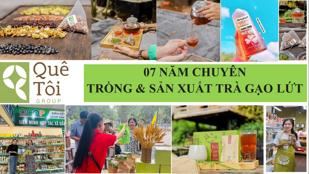 Quê Tôi Group - 7 năm chuyên trồng và sản xuất trà gạo lứt - Trà gạo lứt tim sen - Trà gạo lứt thon dáng chính hãng giá rẻ - Droppii Mall